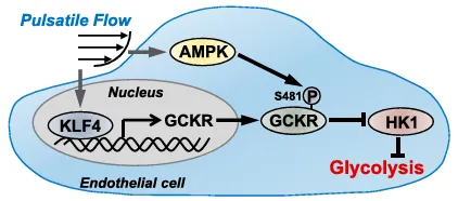 KLF4 和 AMPK 在內皮細胞中脈動切應力抑制糖酵解過程中的作用 KLF4 和 AMPK 在內皮細胞中脈動切應力抑制糖酵解過程中的作用