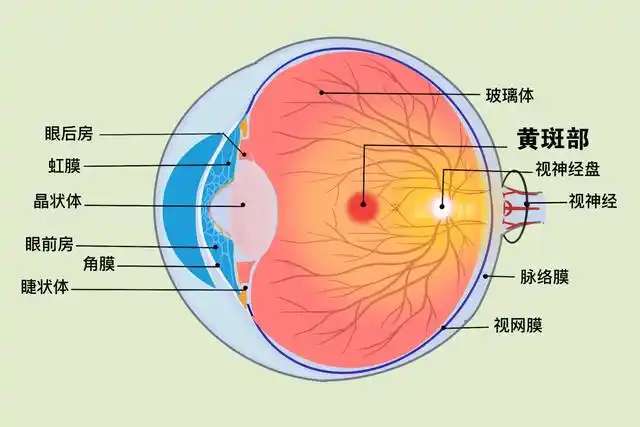 眼科推荐：爱欣瞳叶黄素口服液