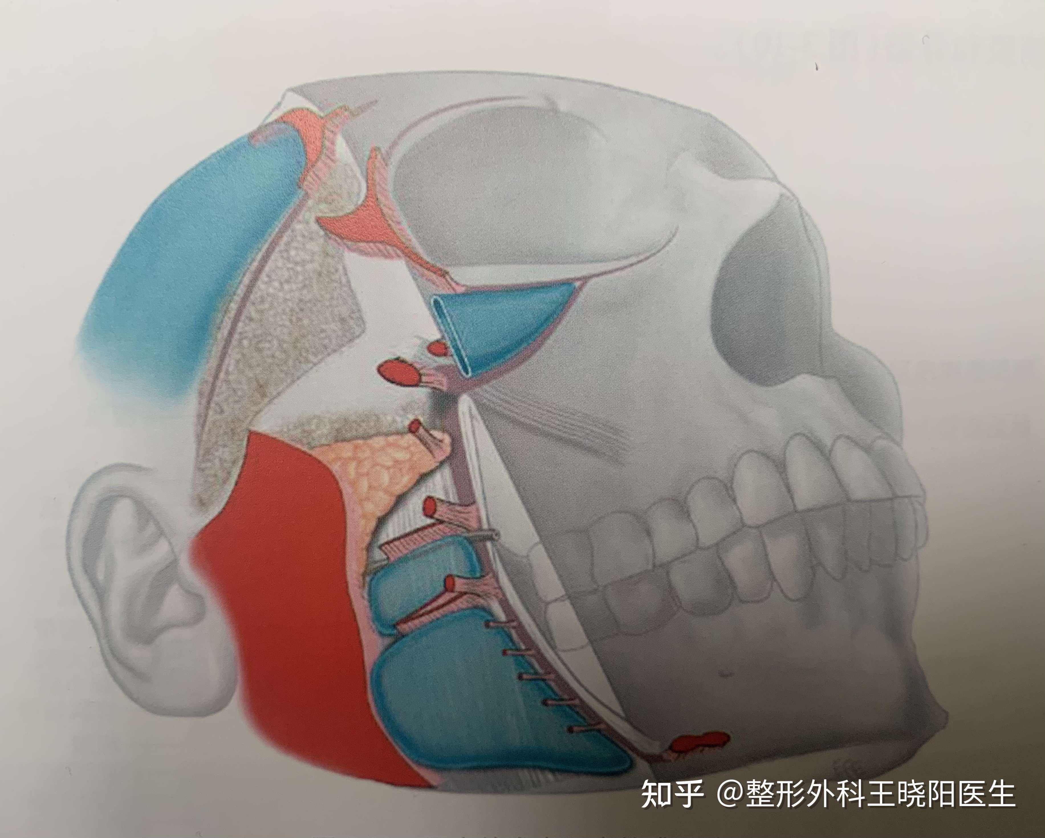 颈阔肌耳韧带图片