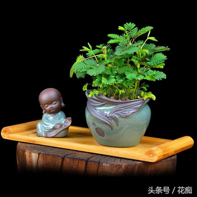 含羞草只长高不长粗怎么办(含羞草如何养活)插图 含羞草只长高不长粗怎么办(含羞草如何养活)插图