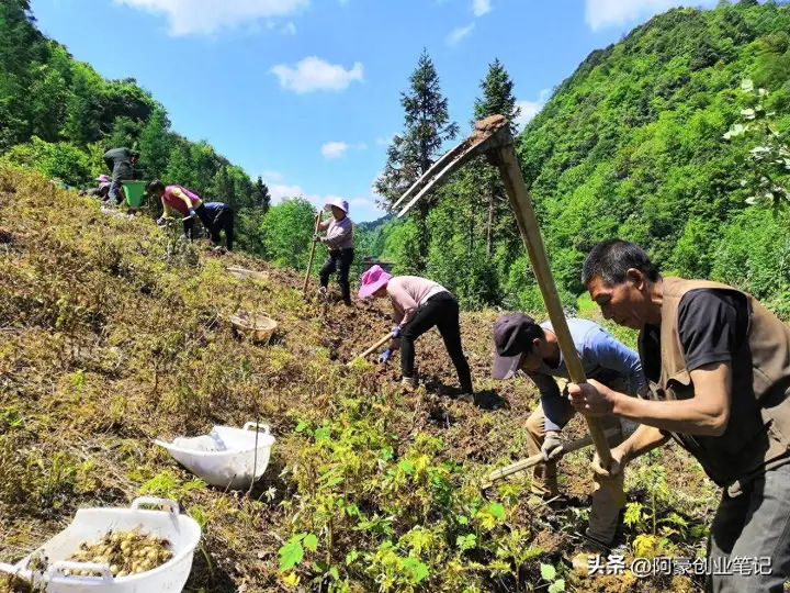 农村种植好项目推荐，农村暴利种植项目有哪些