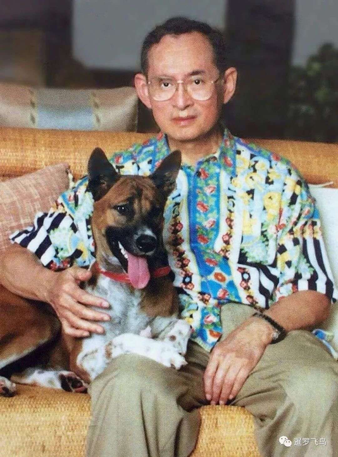 暹罗飞鸟 的想法: 泰国先王拉玛九世爱犬"坤通丹"的血脉,… - 知乎