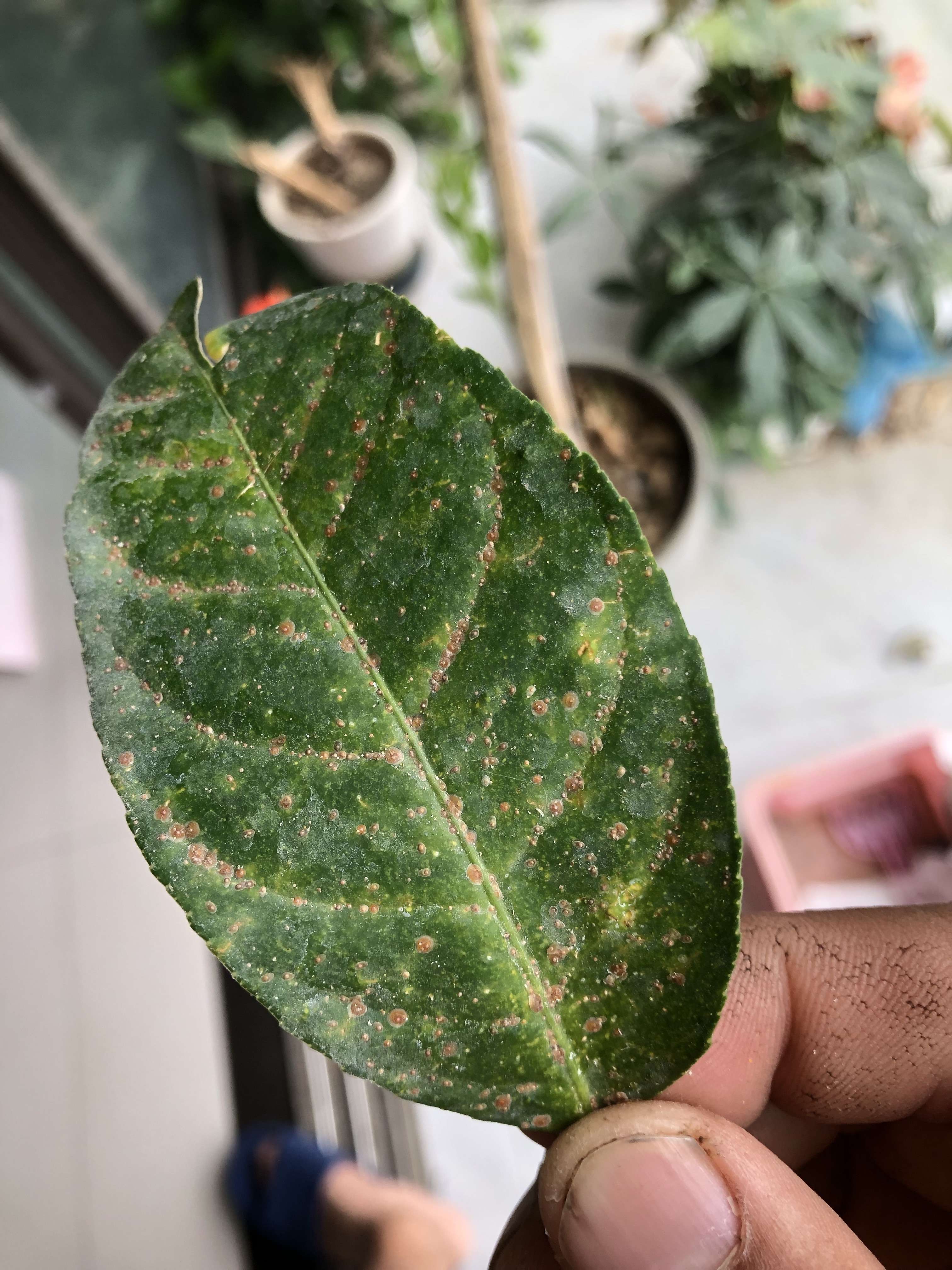 明道 的想法: 柠檬树这是什么病害