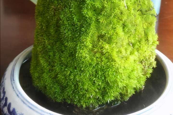 上水石种什么植物最好(上水石怎么养出苔藓)插图(5) 上水石种什么植物最好(上水石怎么养出苔藓)插图(5)