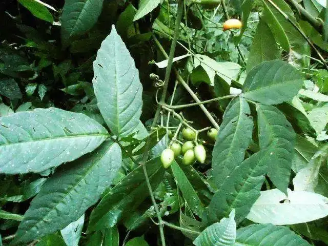 种植药材致富故事（种植药材种哪个好）