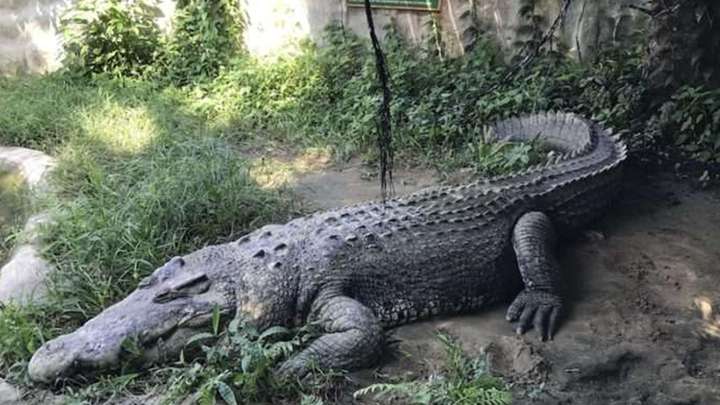 十大鳄鱼排名（世界上最危险的鳄鱼）