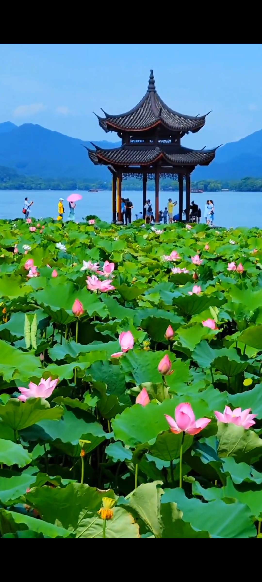 荷花的图片大全风景图片