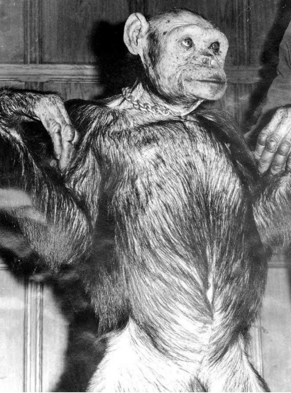 你看过的最变态的电影是啥