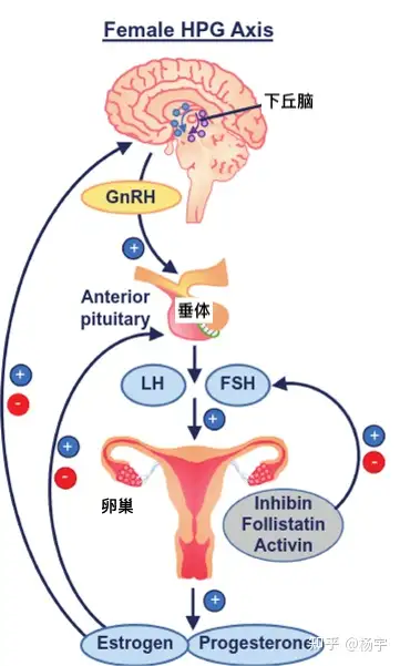 女性性腺轴图片