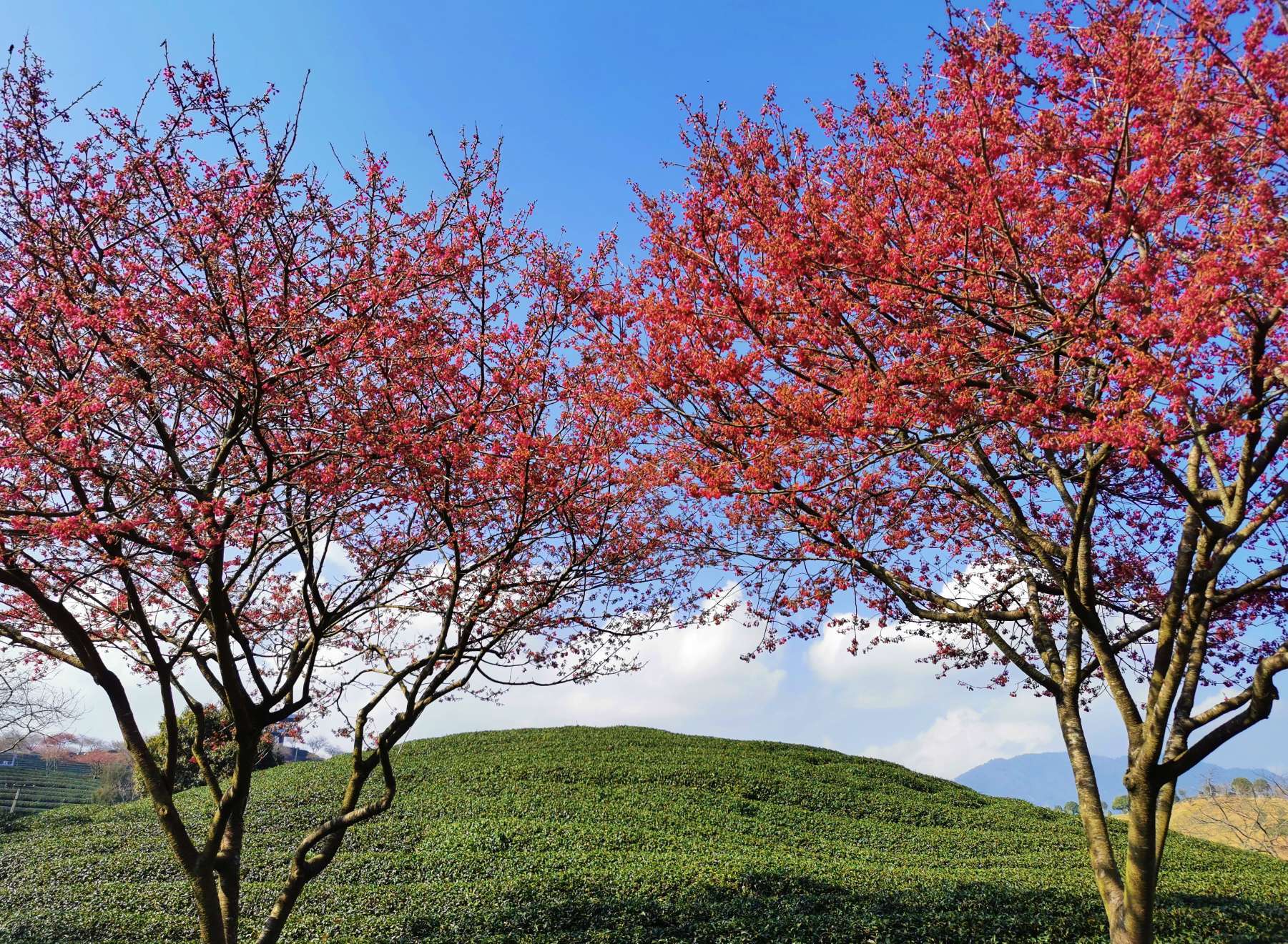 割麦狮 的想法: 拍摄于福建省漳平市永福镇台品樱花园 - 知乎