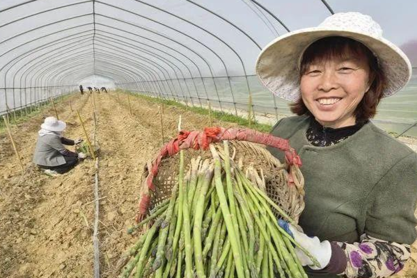 图片[2]-比种植药材还暴利，一次种植，可连续采收15年，种植20亩年收益20万！-就爱副业网