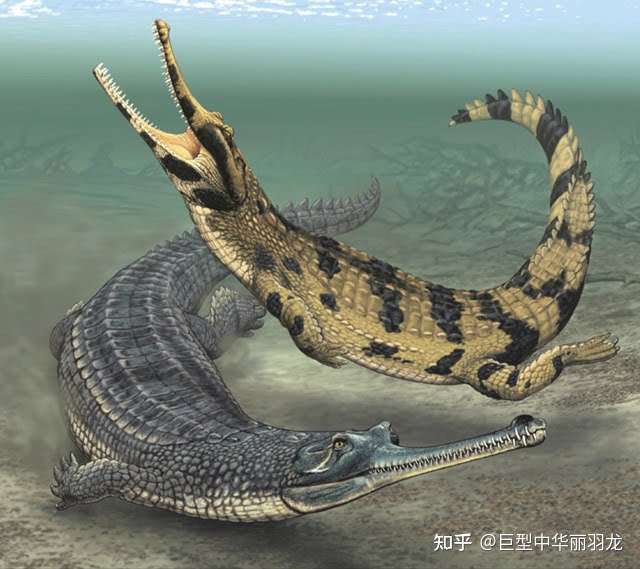 巨型中华丽羽龙 的想法: #动物# #鳄鱼# 马来鳄和恒河鳄 食鱼鳄科