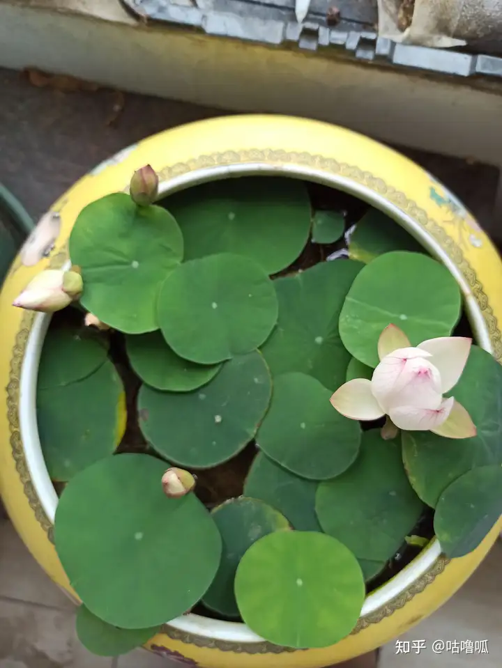 碗莲应该怎么种？(碗莲如何种植视频)
