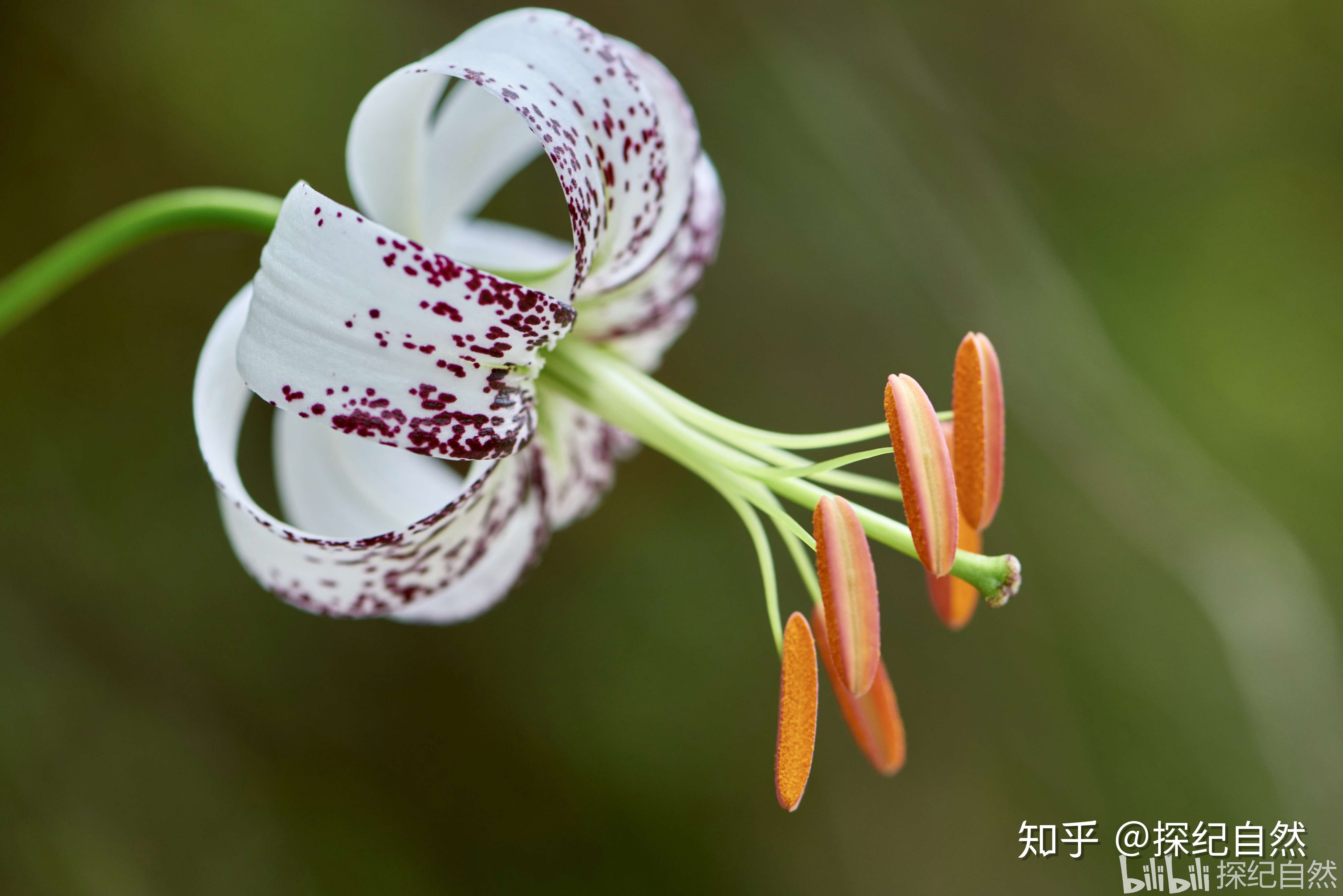 探纪自然 的想法: 宝兴百合 - 知乎