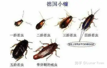 请大神帮忙判断一下这是西瓜虫还是蟑螂幼虫? - 知乎