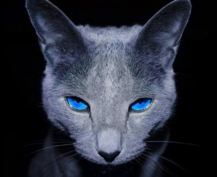 俄罗斯蓝猫多少钱一只？俄罗斯蓝猫养了后悔了