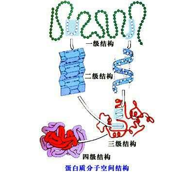 蛋白质变性海报图片