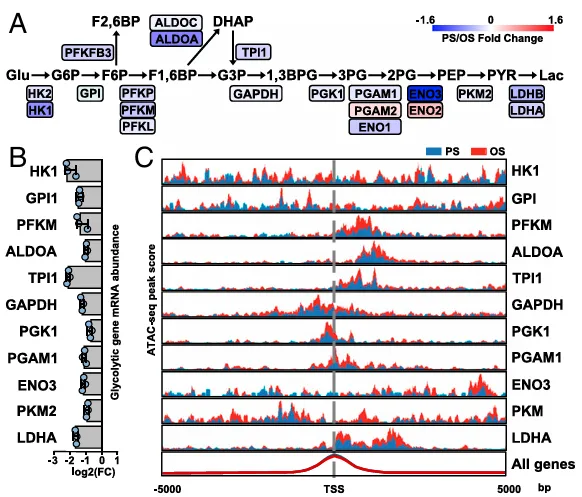KLF4 和 AMPK 在內皮細胞中脈動切應力抑制糖酵解過程中的作用 KLF4 和 AMPK 在內皮細胞中脈動切應力抑制糖酵解過程中的作用