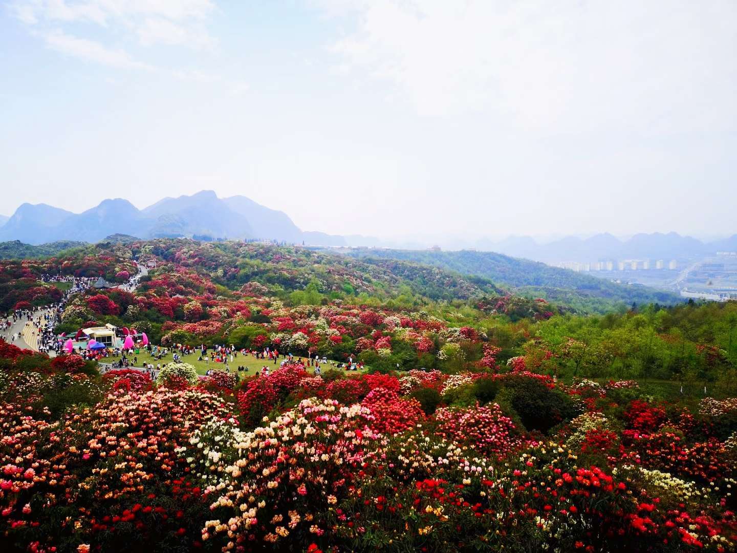 园艺师的世界 的想法: 高山杜鹃:常绿小灌木,高可达1米,分枝… - 知乎