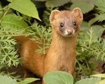 卵生人是否存在