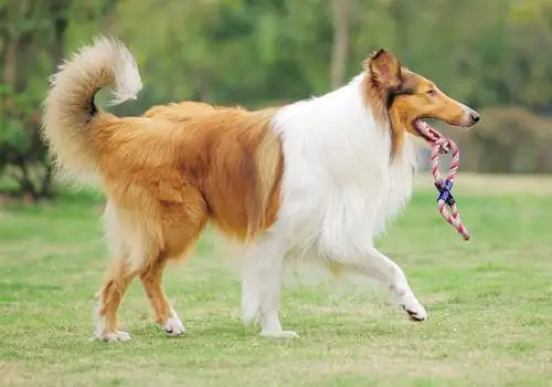 牧羊犬有哪些品種?十大牧羊犬圖片