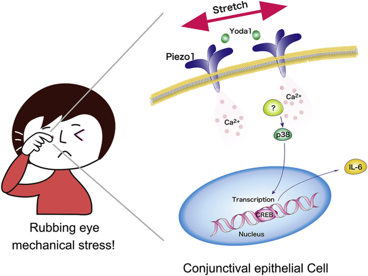 膜上皮細胞中機械感受器 Piezo1 通道介導的白細胞介素表達:將機械應力與眼部炎癥聯系起來 膜上皮細胞中機械感受器 Piezo1 通道介導的白細胞介素表達:將機械應力與眼部炎癥聯系起來