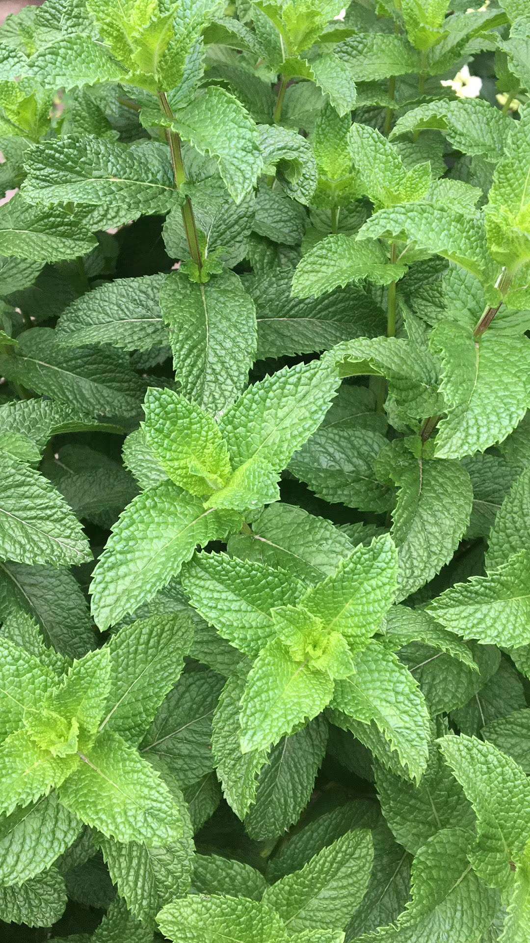 不知叫啥不违规