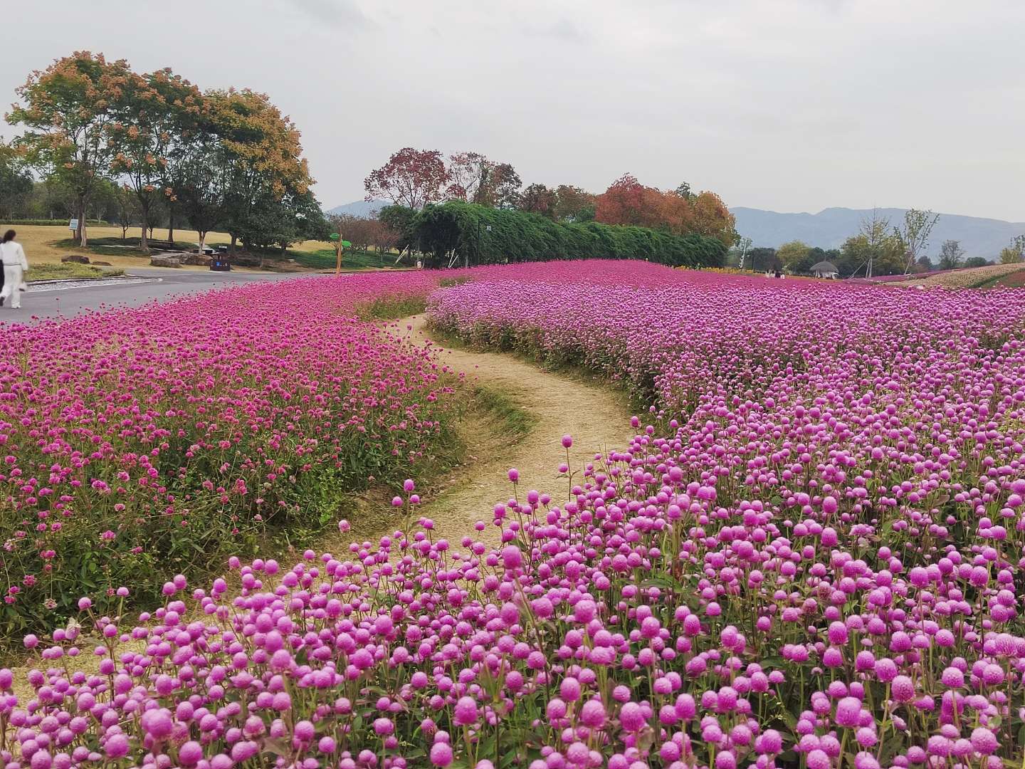 园艺师的世界 的想法: 千日红花海 - 知乎