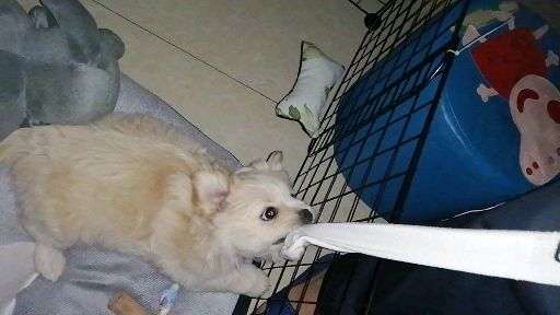 我弱弱问一句这是边牧金毛混血吗.