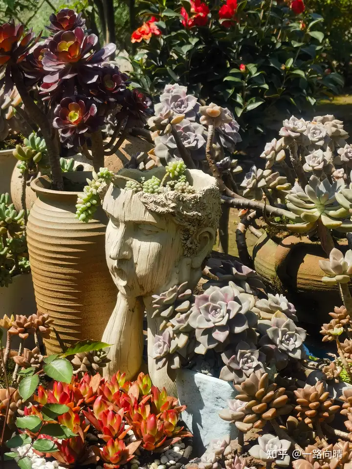 年纪大了是不是就会生物觉醒，总要养花或种菜才舒服？