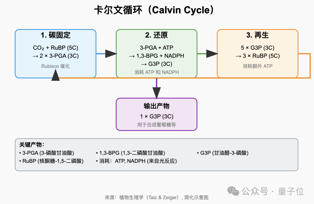 王兴一鸣惊人！美团首个开源大模型追平DeepSeek-V3.1