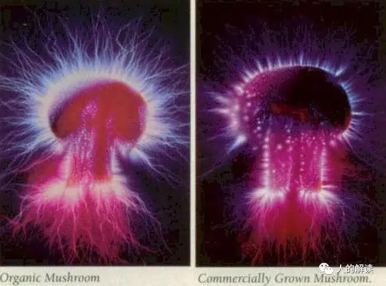 消化的奥秘，让能量更足的方法就这么简单-人的解读