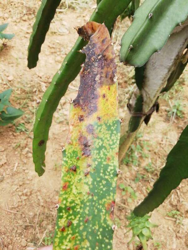 天宝特色农技服务 的想法: 火龙果枝条黄化老化都是啥问题？ 1、底肥… - 知乎