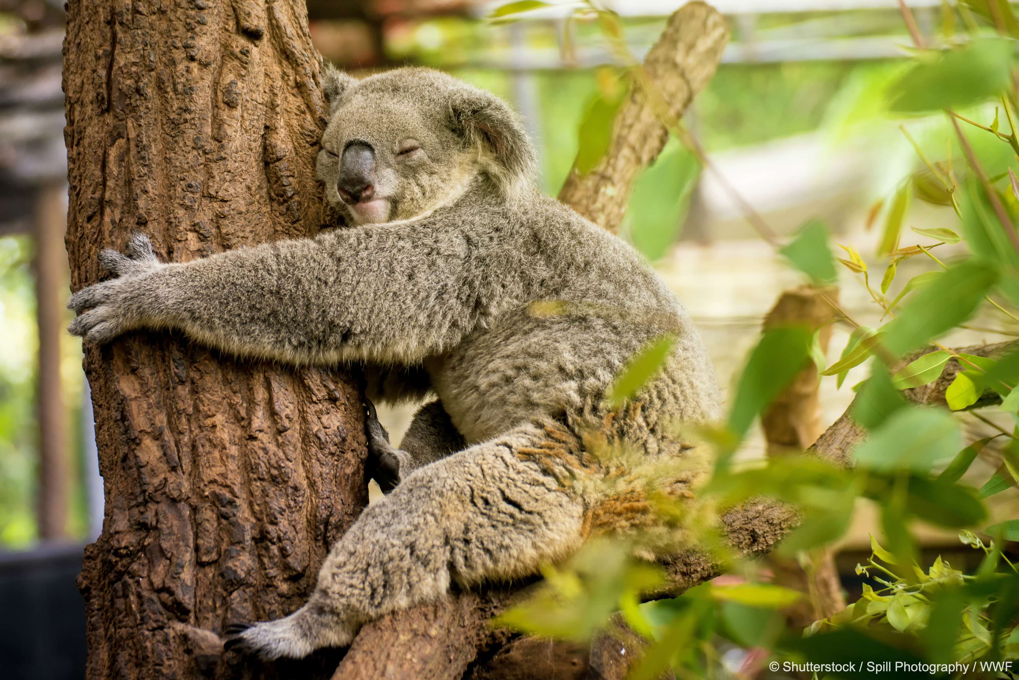 wwf世界自然基金会 的想法: 今天是野生考拉日,一起祝这些可爱又濒危