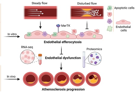 動脈粥樣硬化期間血流紊亂會損害 MER原癌基因酪氨酸激酶- 介導(dǎo)的主動脈內(nèi)皮細(xì)胞的胞葬作用