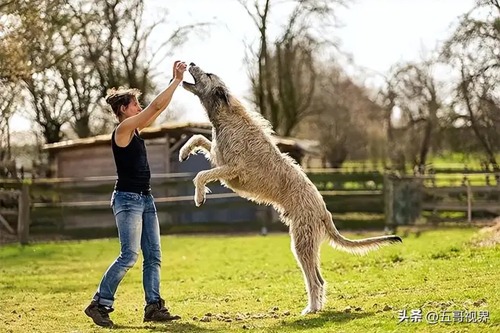 大型犬有哪些品种（五种巨型犬种特点及图片）