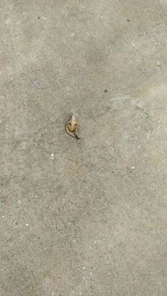 这只青蛙咋了?腿怎么这么长?