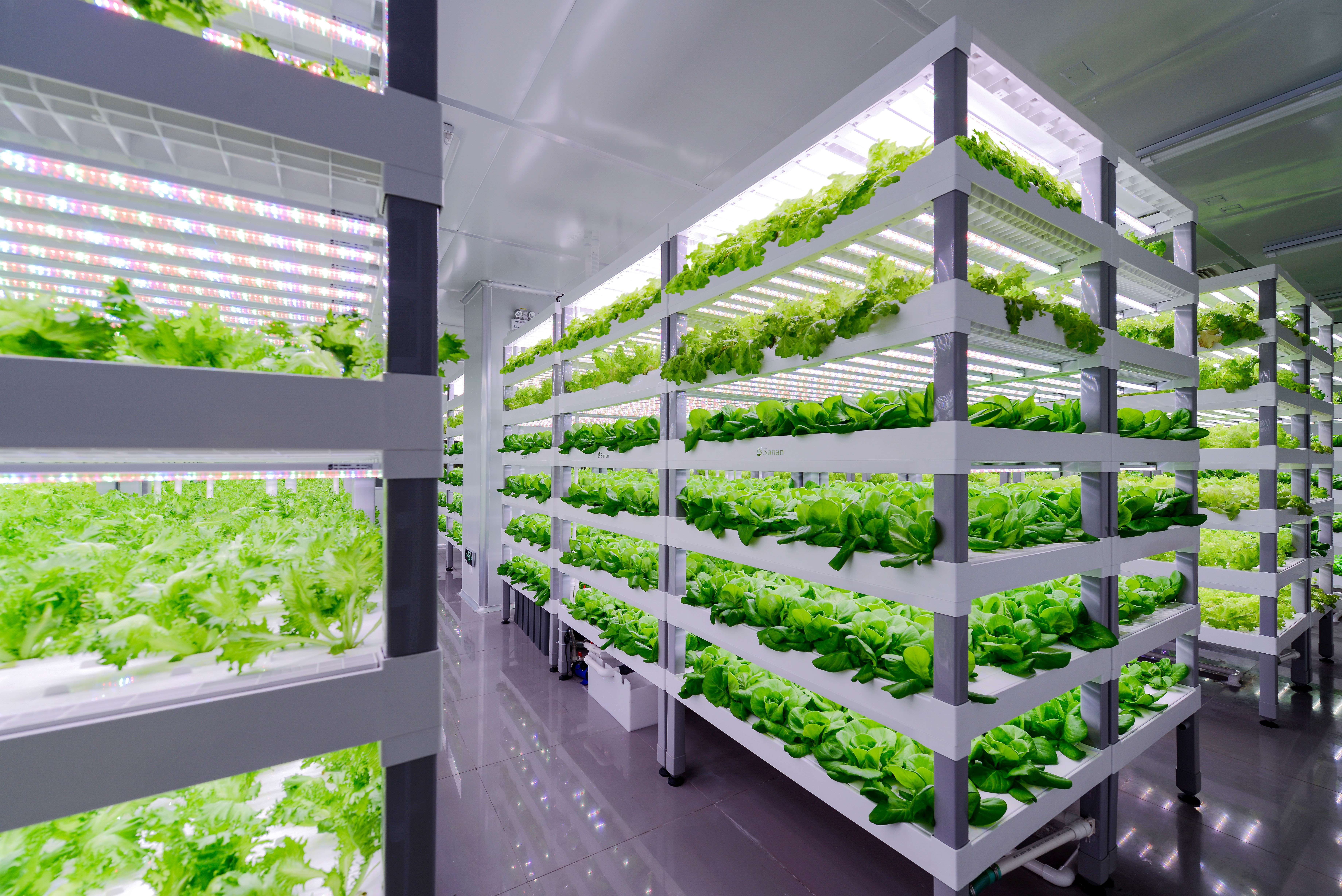 中科三安植物工厂