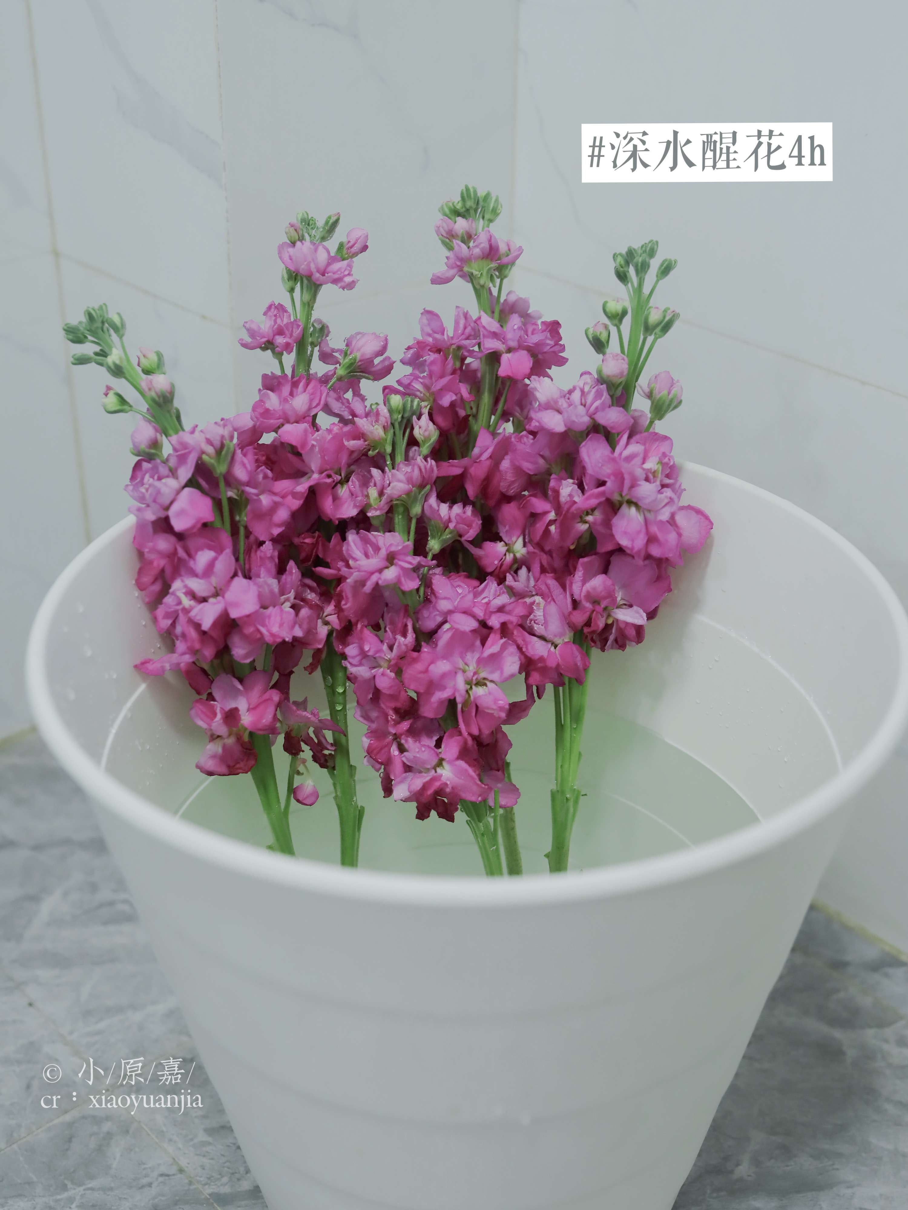 小原嘉-嘉嘉 的想法: 新晋鲜切花材紫罗兰 | 只保持了一周花期