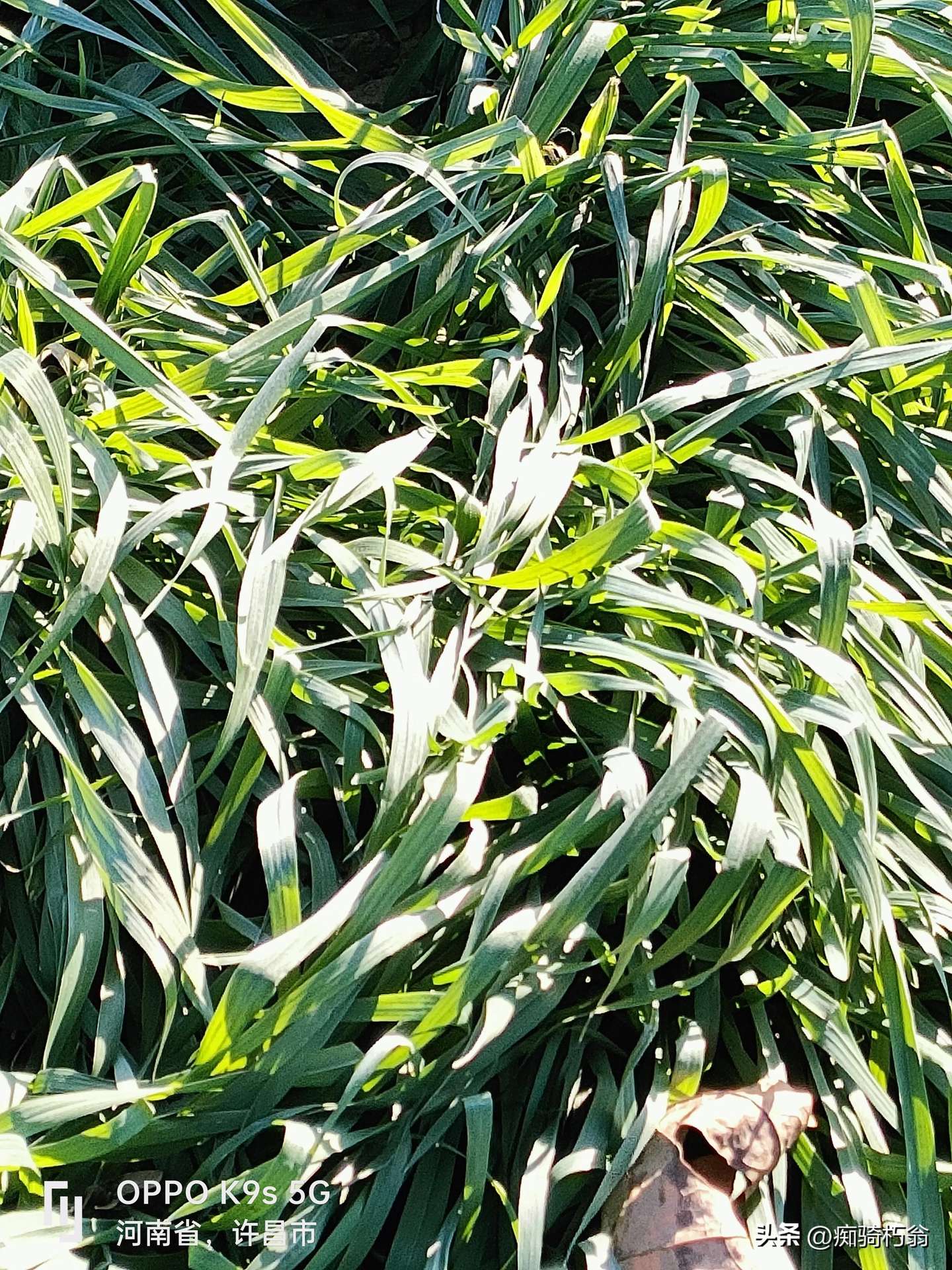 图片[5]-小麦生长关键期管理措施-乐学小窝