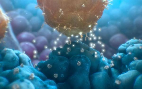研究新突破：CAR T细胞疗法在前列腺癌治疗中展现显著疗效