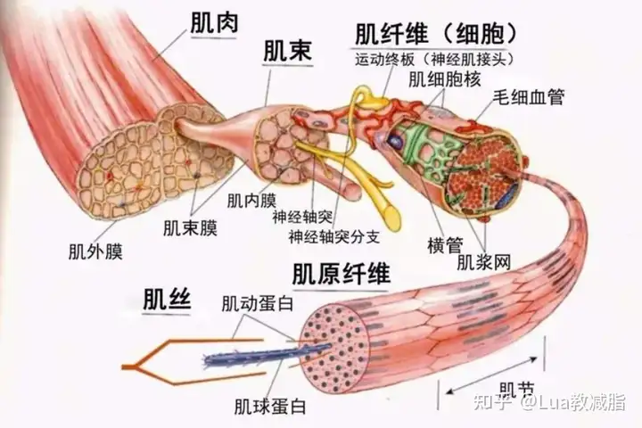肌丝滑行原理