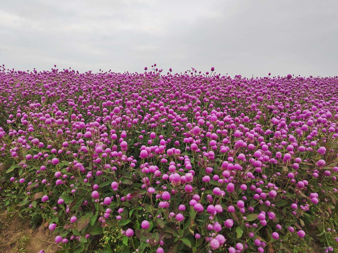 园艺师的世界 的想法: 千日红花海 - 知乎