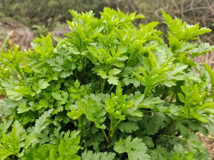 野菜的种类和图片大全名称（38种野菜图片大全）