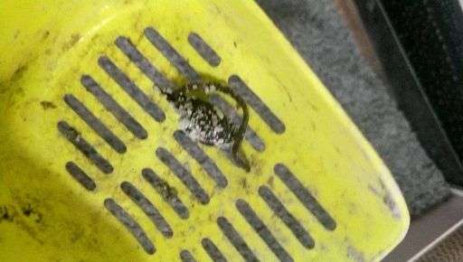 黑白颜色的东西有啥 v2-bbf9a1ca174d35e6f7940da214791ee1_720w.jpg?source=1940ef5c