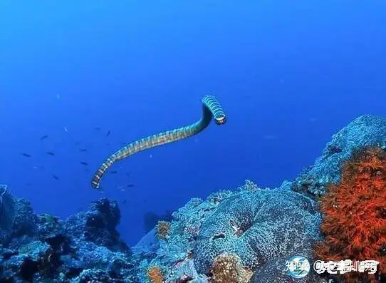 Most venomous snake, photo by Chinese network