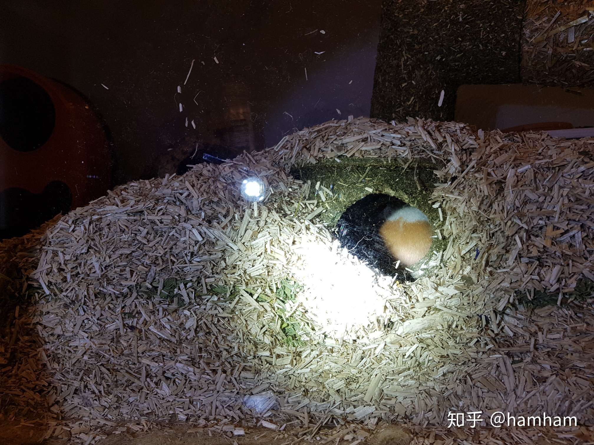 hamham 的想法: #今日份的仓鼠# 给他一个洞开心得不要不… - 知乎