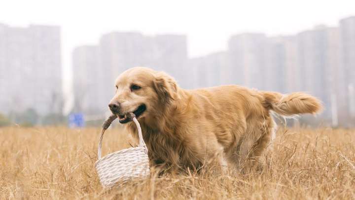 建议穷人养的10种狗（上班族养什么狗最省心）