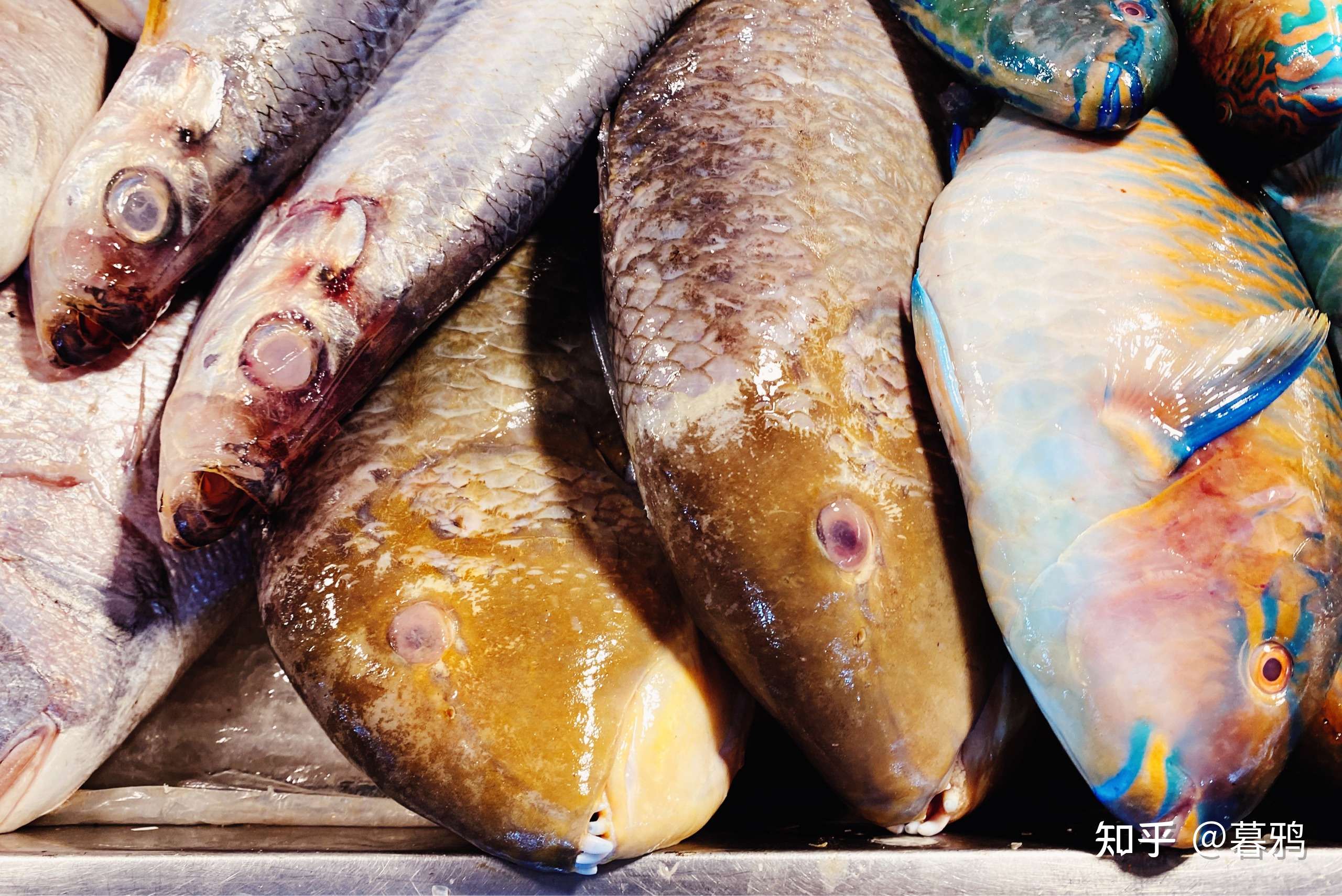 暮鸦 的想法: 海南菜市场鱼类 鹦嘴鱼猪齿鱼石斑笛鲷一… 