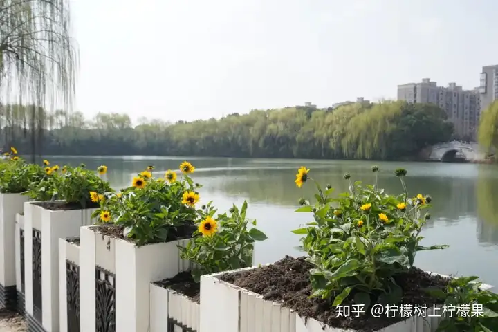 播種綠色希望 共建美麗校園 | 我校塘棲校區(qū)開展植樹節(jié)活動(dòng)！(圖12)